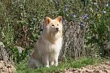 CHIEN FINNOIS DE LAPONIE 400